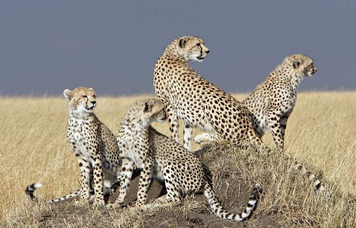 Cheetah Populations
