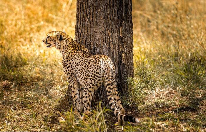 Cheetahs Magnificent