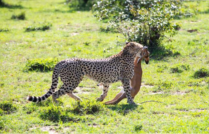 Threats to Cheetah’s