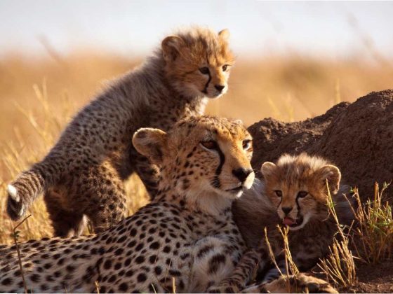 cheetah