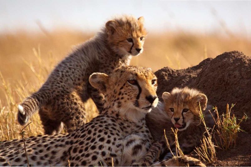 cheetah