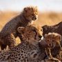 cheetah