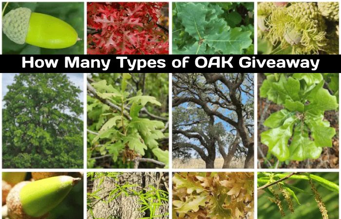 How Many Types of OAK Giveaway