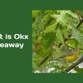 What is Oak Giveaway