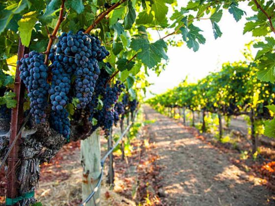 Exploring the Best Wine Regions in California on a Charter Bus